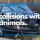 How To Prevent Collisions With Animals And What To Do If It's Too Late