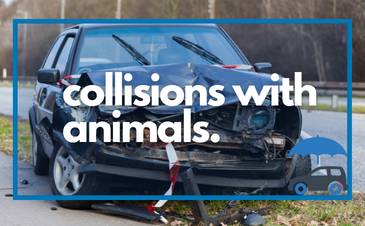 How To Prevent Collisions With Animals And What To Do If It's Too Late